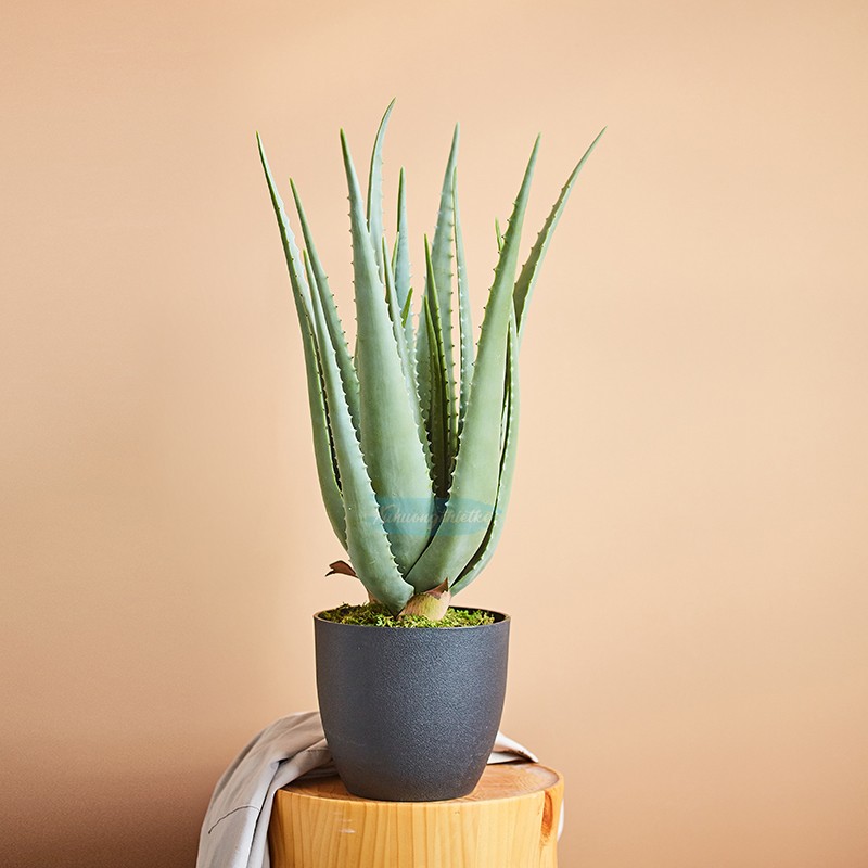 Top 10+ loại cây cảnh trang trí nhà ở hợp phong thủy và tốt cho sức khỏe