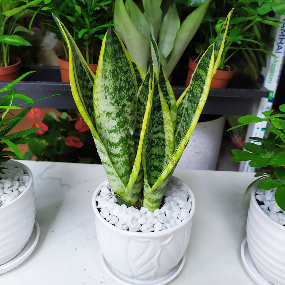 Top 10+ loại cây cảnh trang trí nhà ở hợp phong thủy và tốt cho sức khỏe