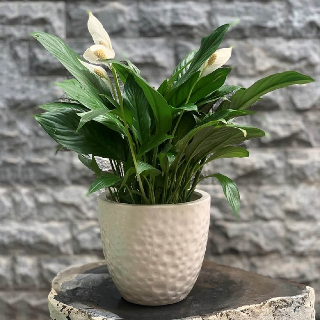 Top 10+ loại cây cảnh trang trí nhà ở hợp phong thủy và tốt cho sức khỏe